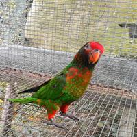 Pappagallo domestico