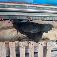 Coppia Australorp nero