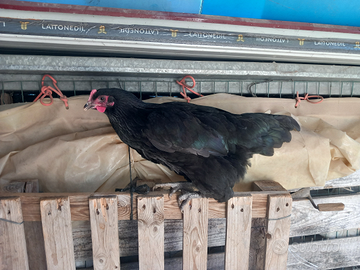 Coppia Australorp nero