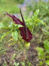 Bulbi Deacunculus