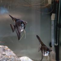 Scalari pinoi paraiba blù