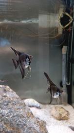 Scalari pinoi paraiba blù