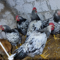 Galletti Robusta Maculata,Lionata e Marans