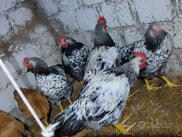 Galletti Robusta Maculata,Lionata e Marans