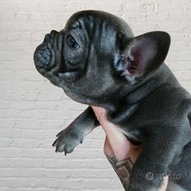 Ultimo Cucciolo Bulldog Francese Esotico