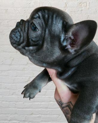 Ultimo Cucciolo Bulldog Francese Esotico