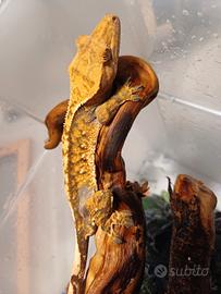 Geco ciliatus
