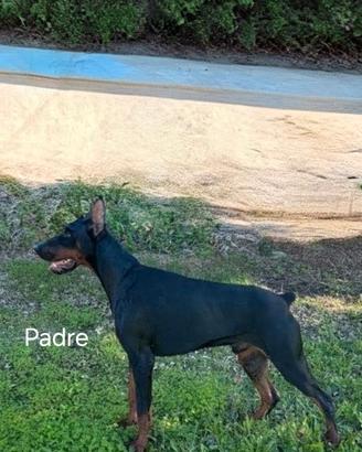 Dobermann cuccioli