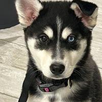 Cuccioli siberian huski