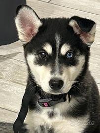 Cuccioli siberian huski