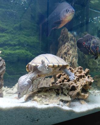 Animali acquatici