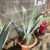 Agave verde