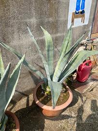 Agave verde