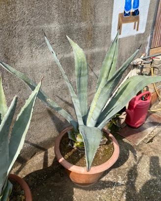 Agave verde