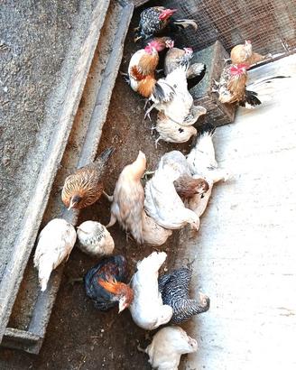 Galline