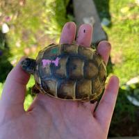 Tartarughe di terra Testudo Graeca Tartaruga