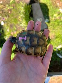 Tartarughe di terra Testudo Graeca Tartaruga