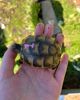 Tartarughe di terra Testudo Graeca Tartaruga
