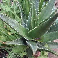 piante aloe 20cm