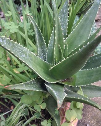 piante aloe 20cm