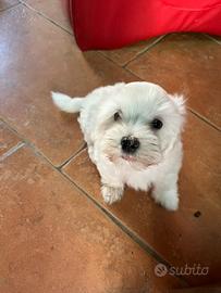 Cuccioli maschi bichon maltese