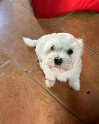 Cuccioli maschi bichon maltese