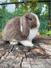Cuccioli minilop