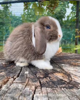 Cuccioli minilop