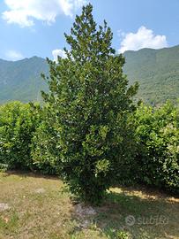 pianta di agrifoglio selvatico 