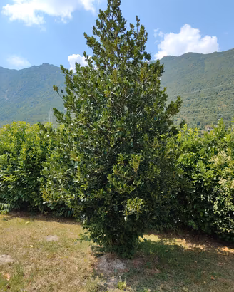pianta di agrifoglio selvatico 