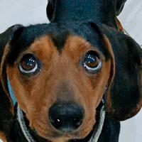 Bassotto kaninchen maschio 2 anni- vaccinato