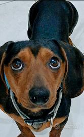 Bassotto kaninchen maschio 2 anni- vaccinato