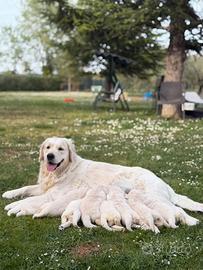 Cuccioli di Golden Retriever con pedigree??