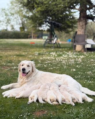 Cuccioli di Golden Retriever con pedigree??