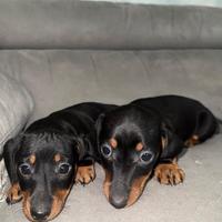 Bassotto nano cuccioli nero focato