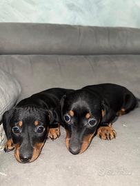 Bassotto nano cuccioli nero focato