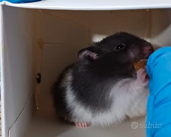 Criceto con la sua gabbia