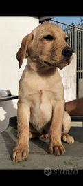 Cucciolo di labrador retriever