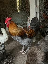Galli Marans puri