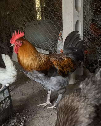 Galli Marans puri