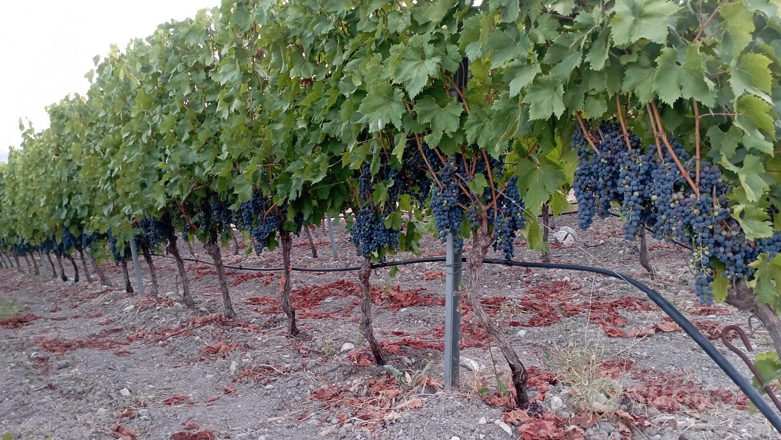 Tenuta Agricola 2,74 ha con Vigneto Produttivo e U - Vista 3