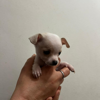 Cuccioli di chihuahua