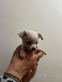 Cuccioli di chihuahua