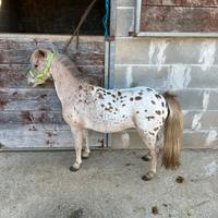 Pony Shetland femmina Appalosa Leopard