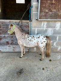 Pony Shetland femmina Appalosa Leopard