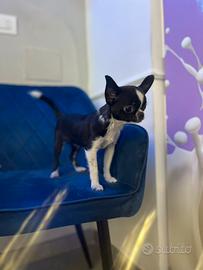 Cucciolo chihuahua mini nero bianco