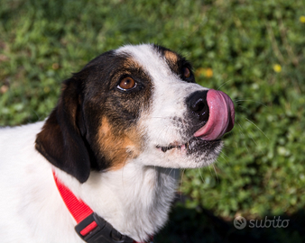 Super bello, super bravo Balù