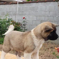 Cuccioli Akita Americano