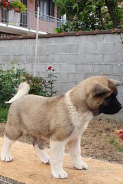 Cuccioli Akita Americano