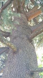  legno di cedro deodara dell'Himalaya 